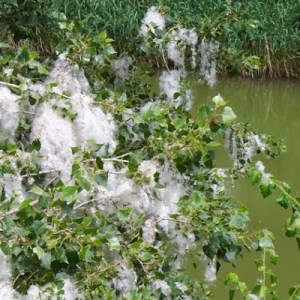 Vilanos en un chopo hembra