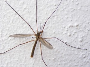 Parecen mortíferos pero no lo son