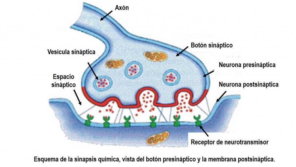Sinapsis-y-neurotransmisores-1024x578
