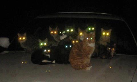 cats-night-vision