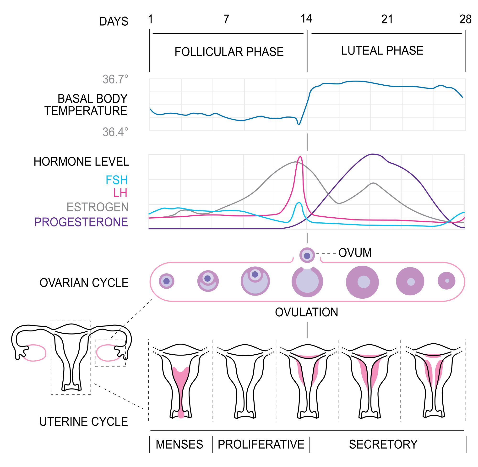 2000px-MenstrualCycle2_en.svg.png