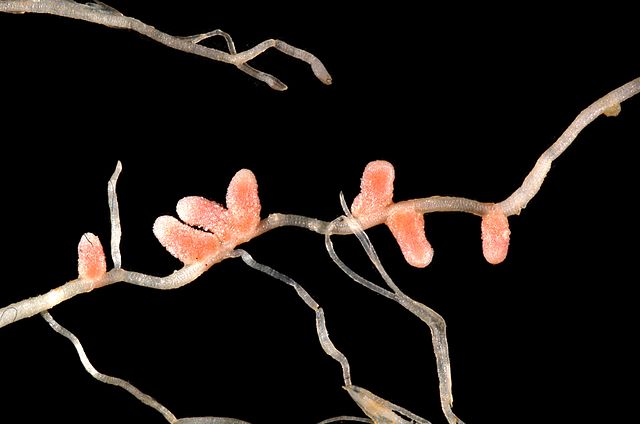 640px-Medicago_italica_root_nodules_2