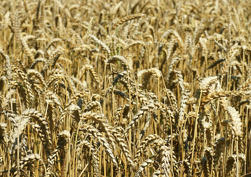800px-Triticum_aestivum_(ripe)_3.jpg