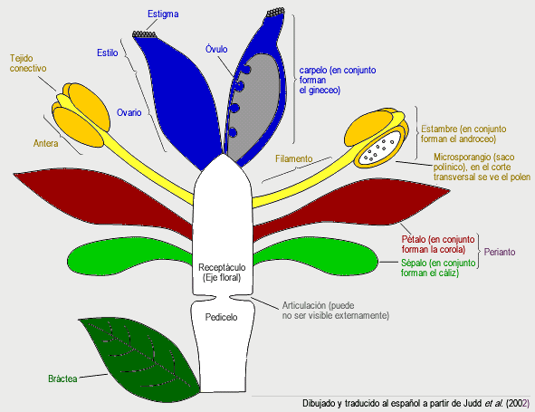 Flor-angiosperma-spa