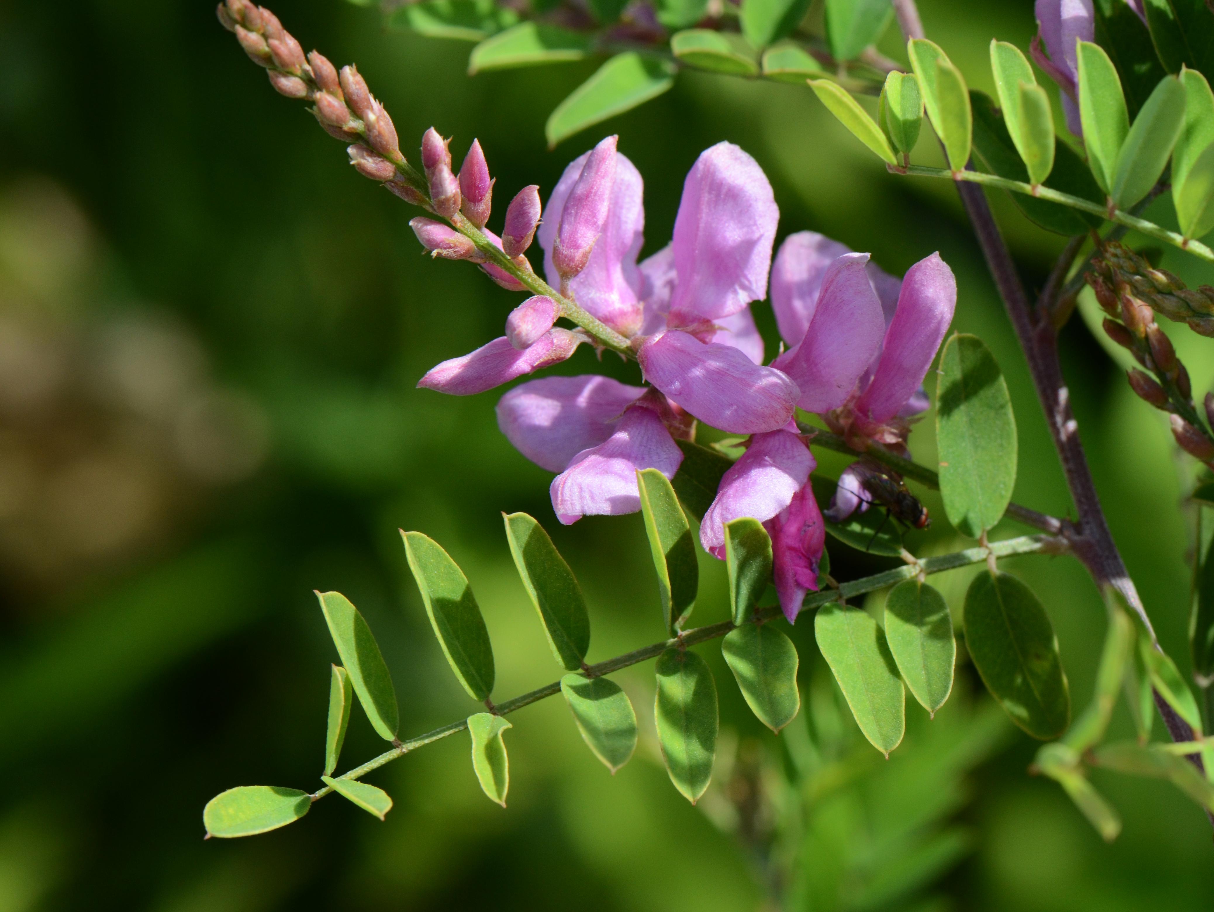 Indigofera_tinctoria_jd_plt_Paris.jpg