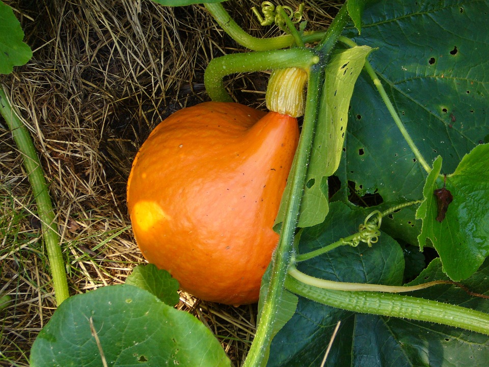 pumpkin-4244_960_720.jpg