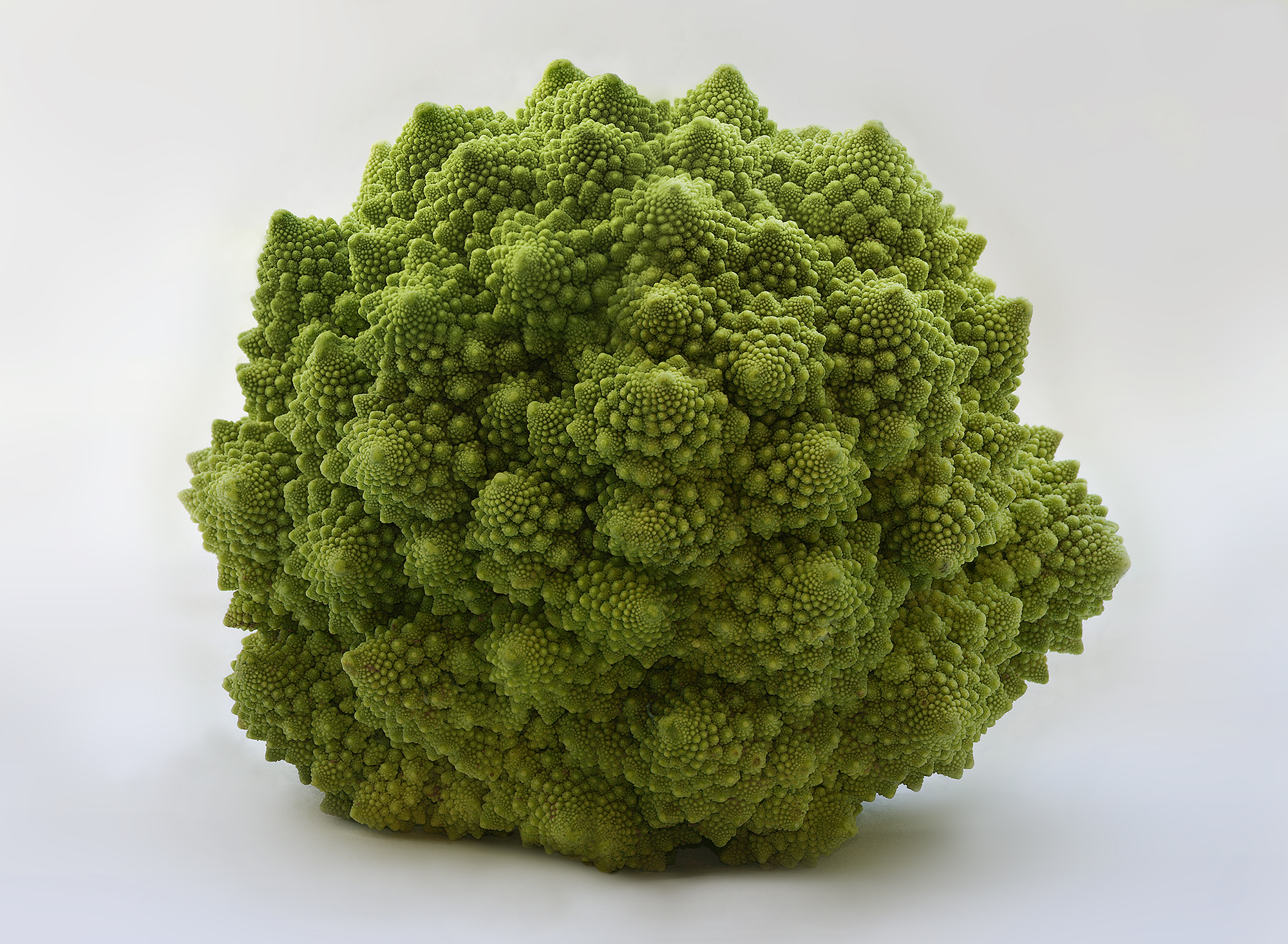Romanesco_Brassica_oleracea_Richard_Bartz.jpg