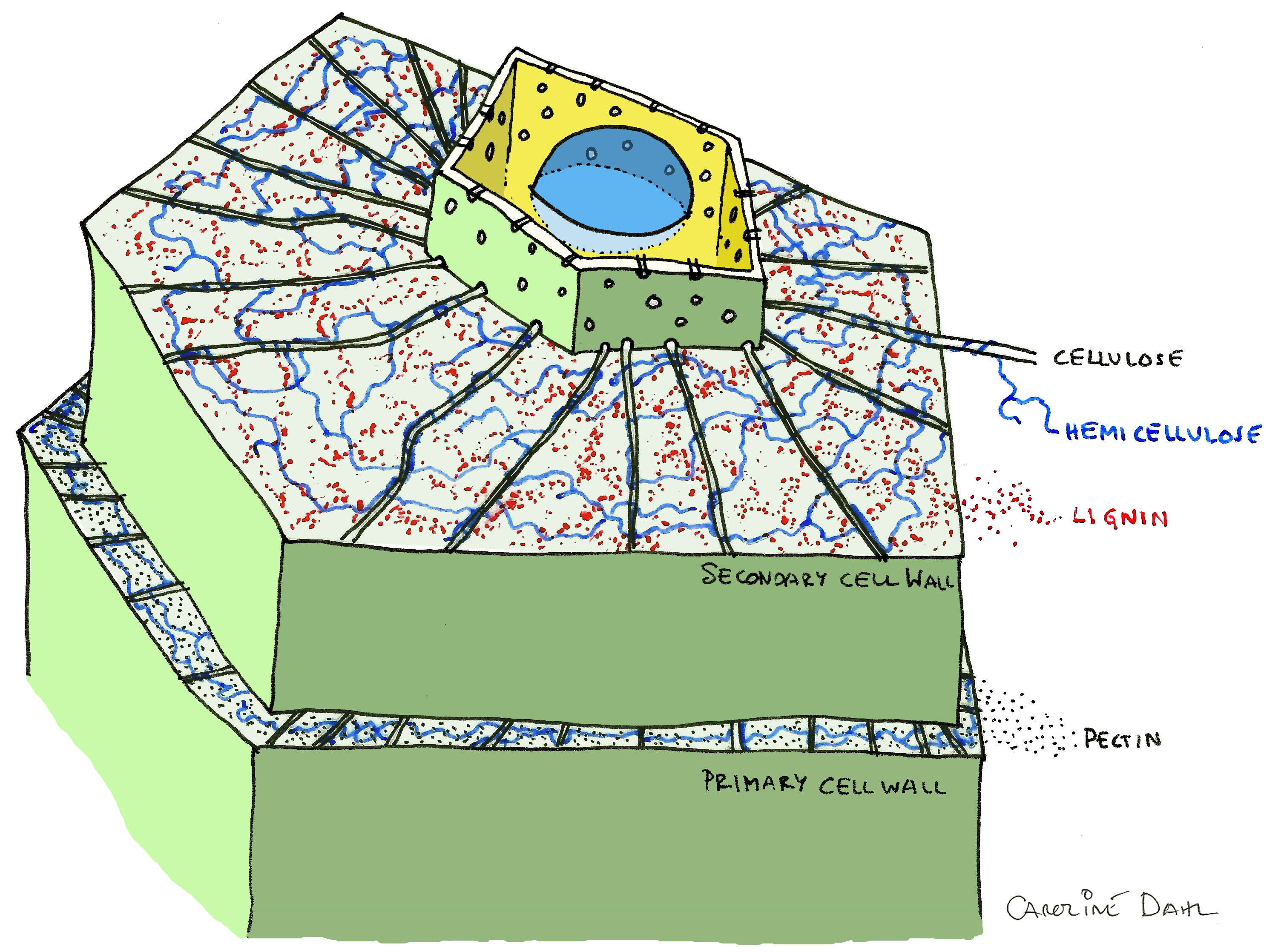 Plant_cell_showing_primary_and_secondary_wall_by_CarolineDahl.jpg