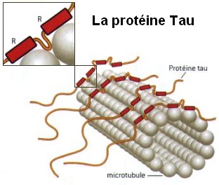 ProteineTau.jpg