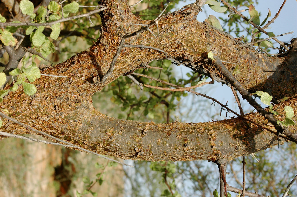Mirra: de resina vegetal a regalo&nbsp;divino