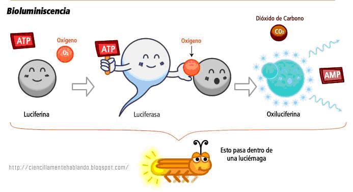 bioluminiscencia