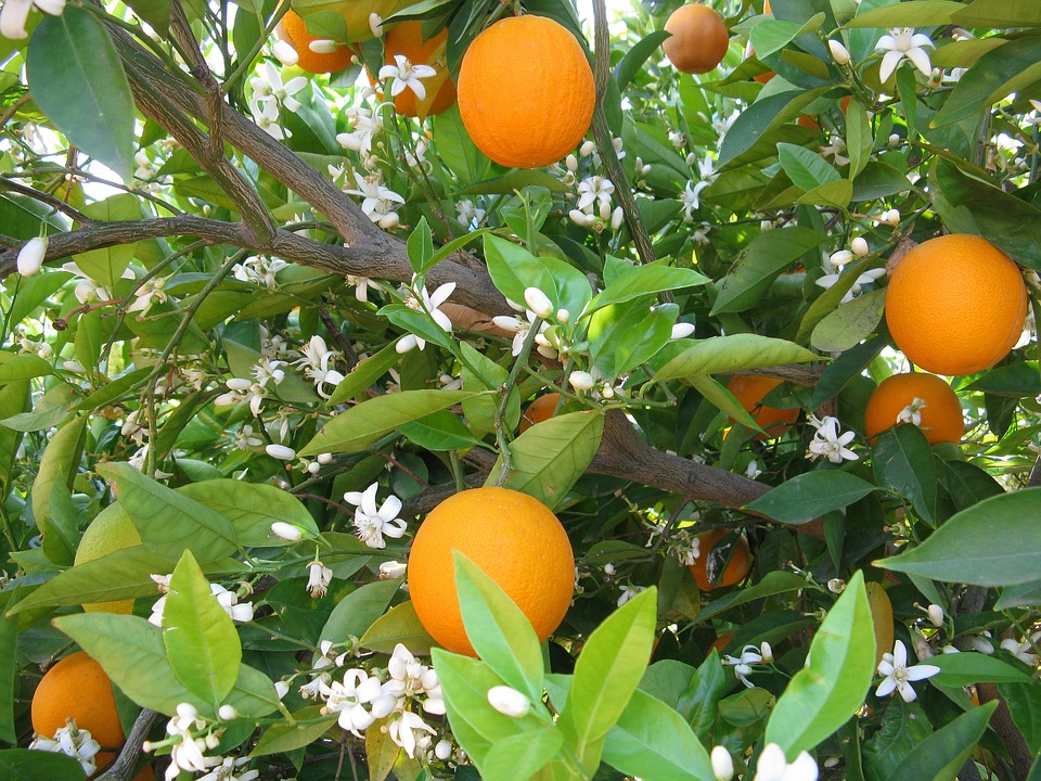 Naranjas de la&nbsp;China
