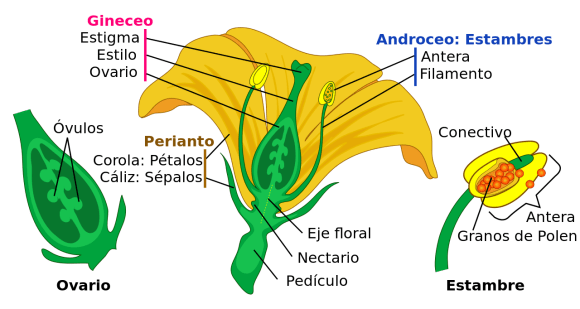 1280px-Mature_flower_diagram-es.svg