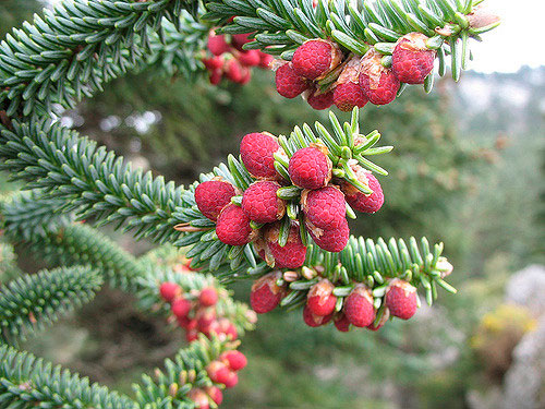 Principia Magazine: La reliquia verde de los bosques&nbsp;andaluces