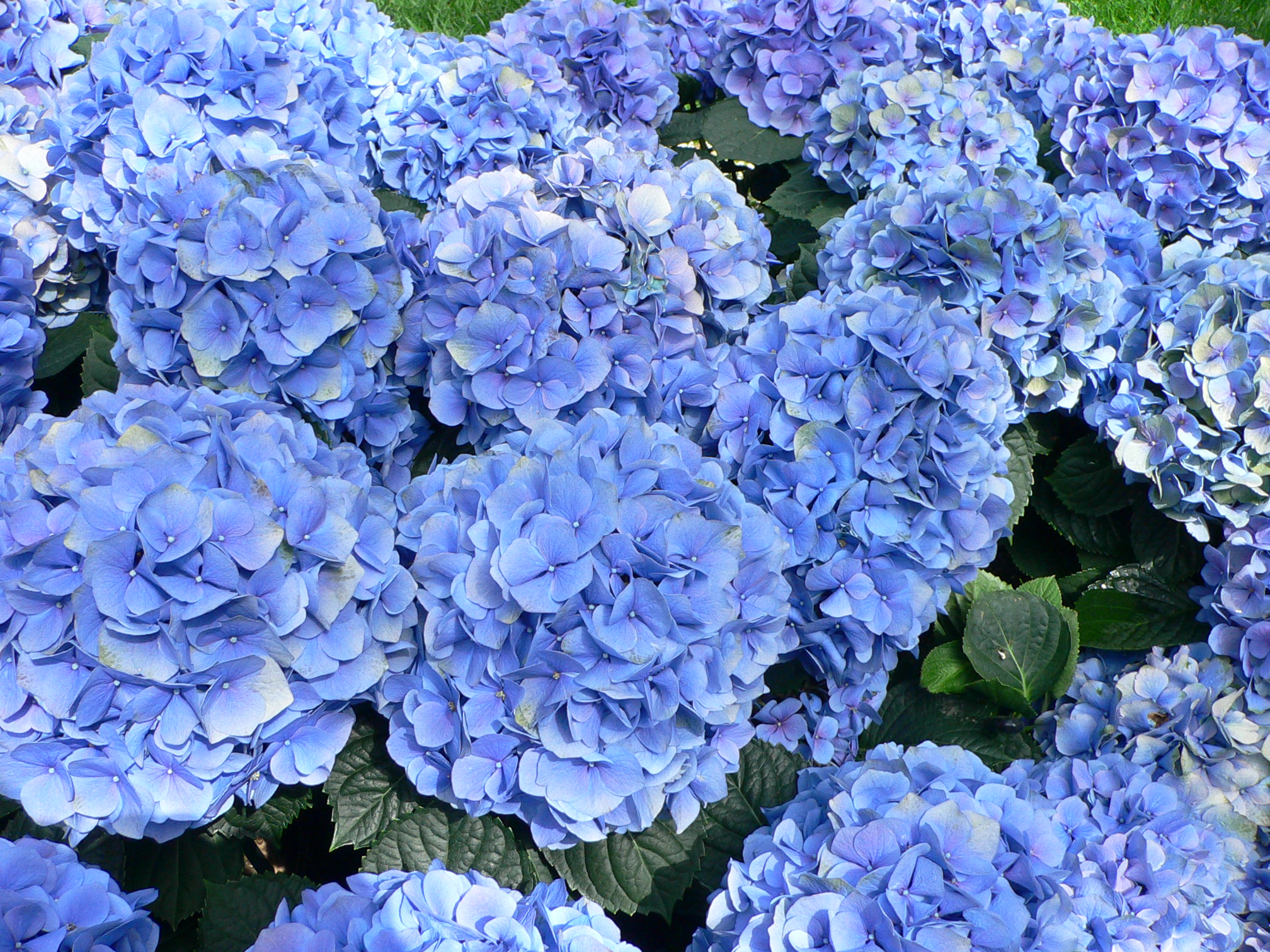 Hydrangea_macrophylla_-_Hortensia_hydrangea