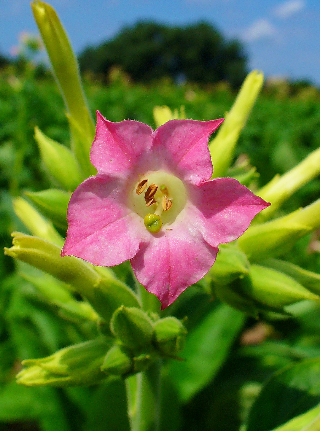 Nicotiana_tabacum_004.JPG