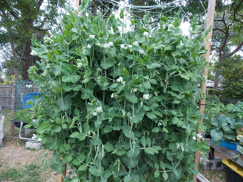 12093164656_88b9fcf0b8_c