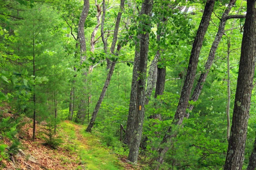 Especial MÁS MADERA