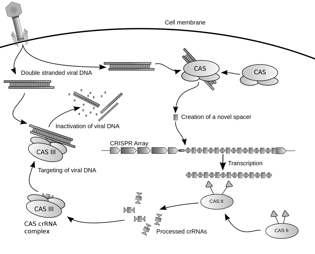 sistema de edición genética CRISPR-Cas