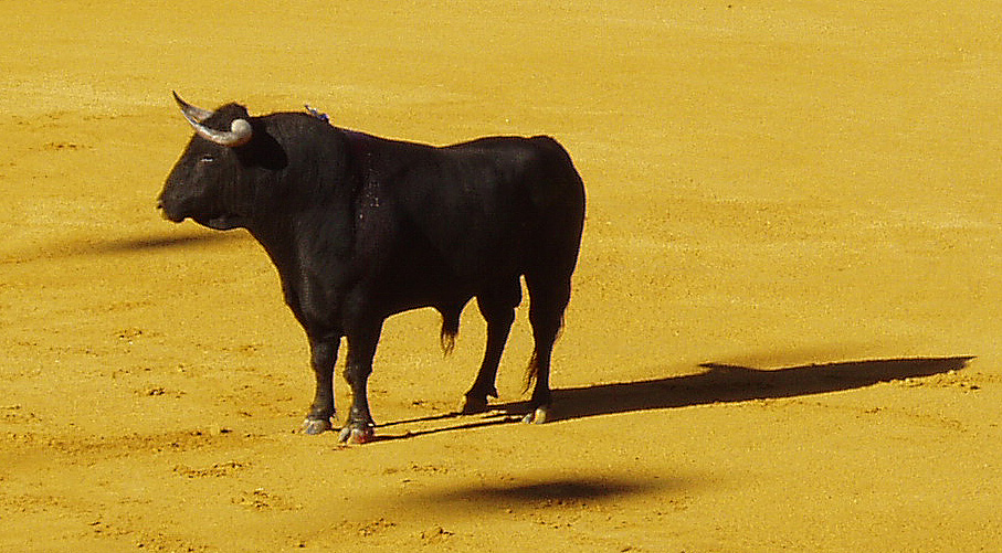 Especial TOROS